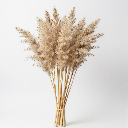 Dried Pampas Grass Bunch
