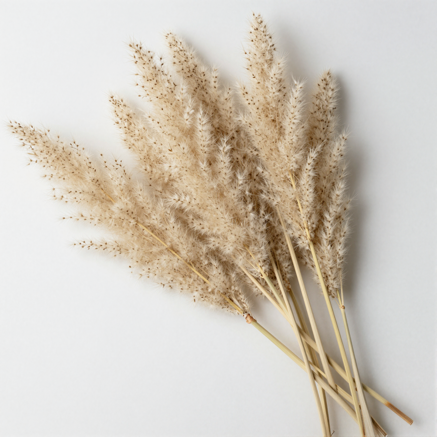 Dried Pampas Grass Bunch cream