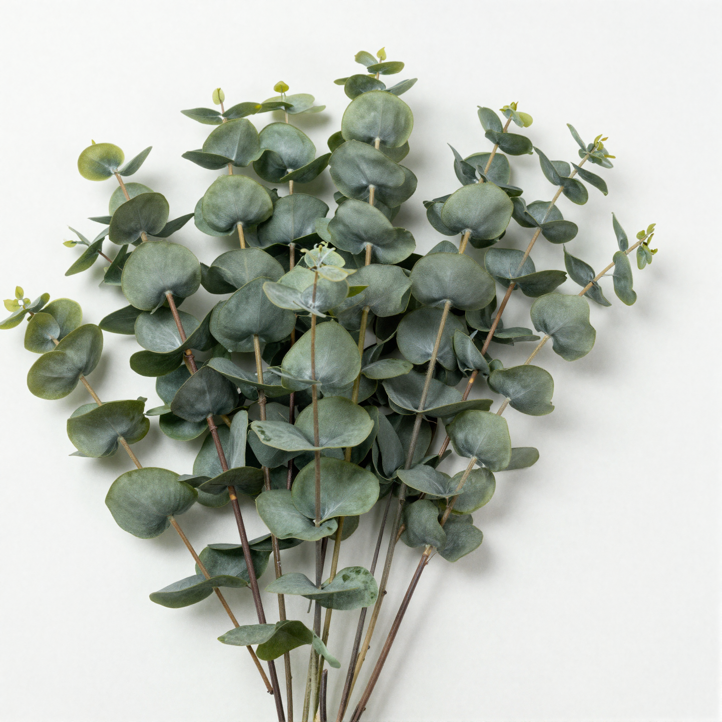 Artificial Eucalyptus Stems