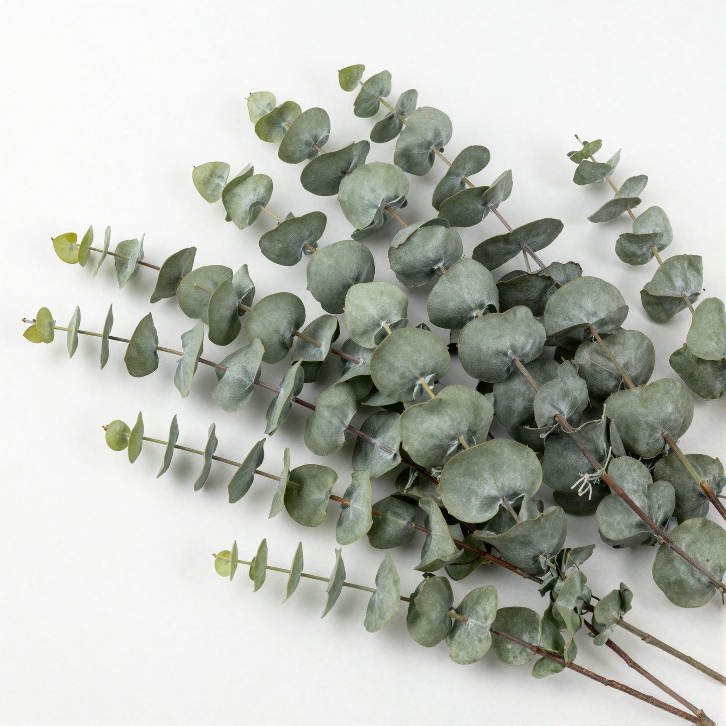 Artificial Eucalyptus Stems sage