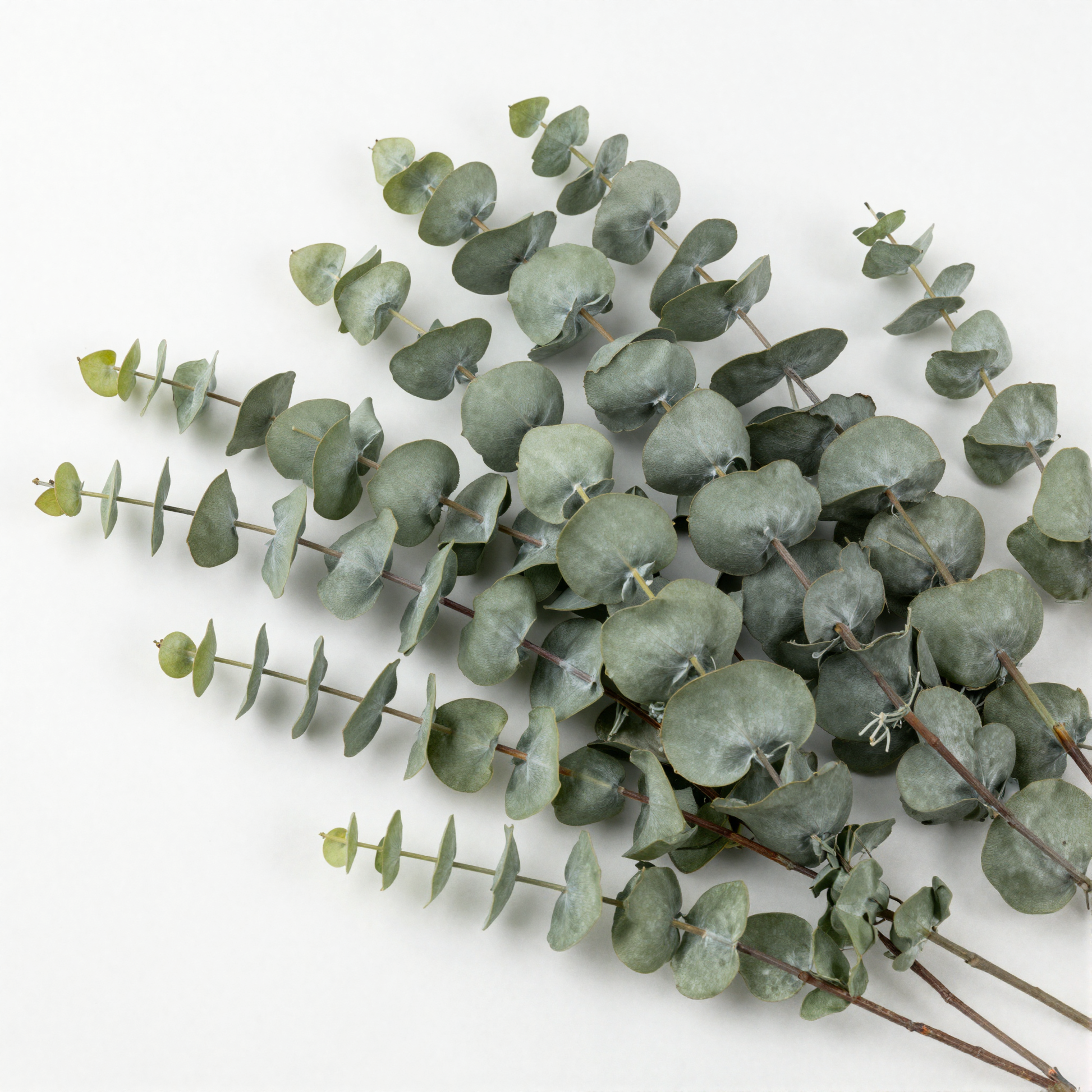 Artificial Eucalyptus Stems sage