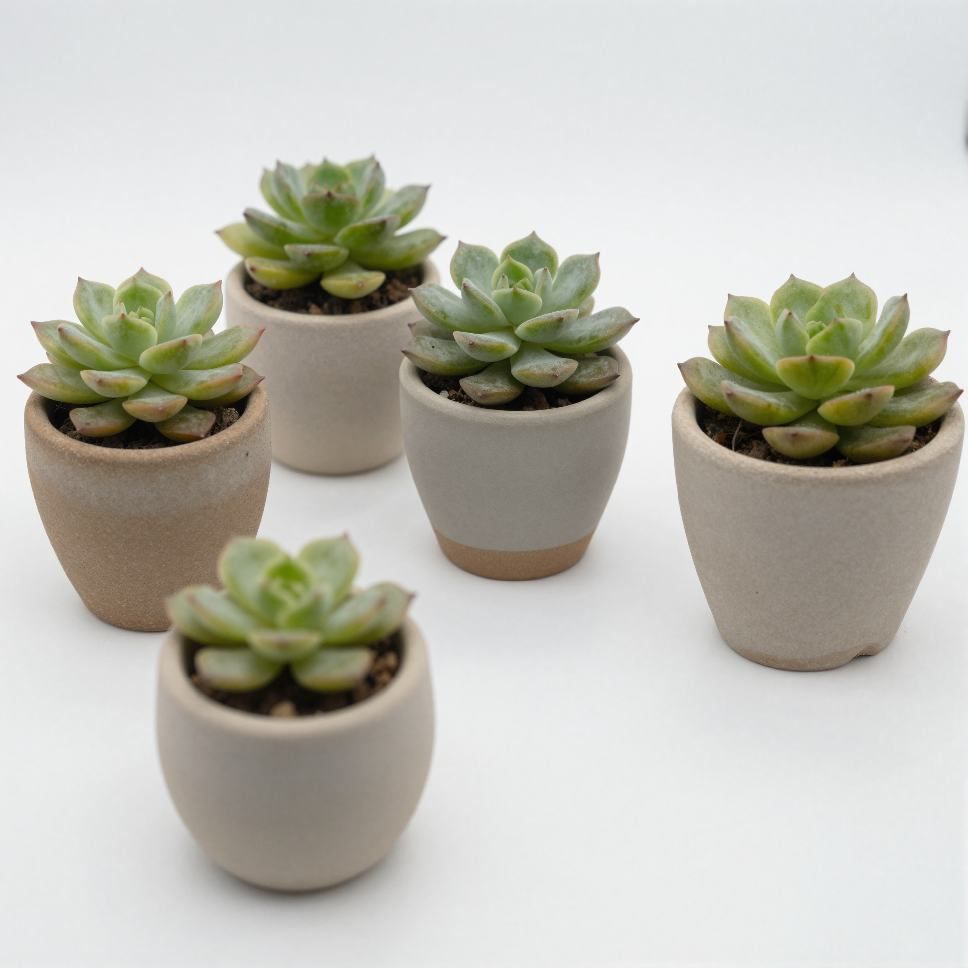 Mini Succulent Pots Set of 3