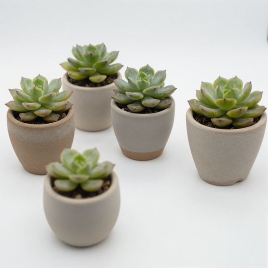 Mini Succulent Pots Set of 3