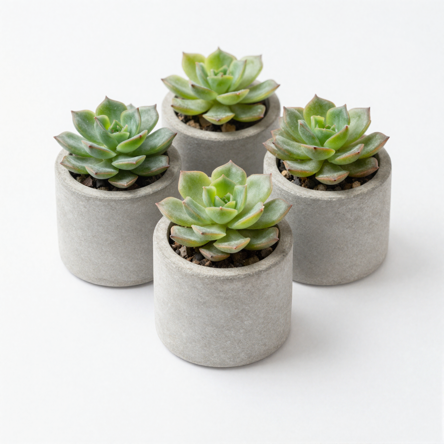 Mini Succulent Pots grouped